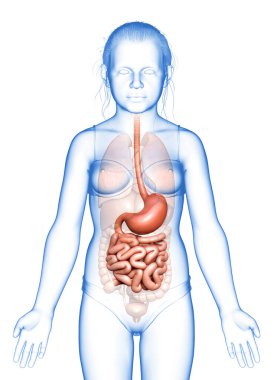 Genç bir kızın midesi ve ince bağırsağının 3 boyutlu, tıbben doğru bir çizimi.