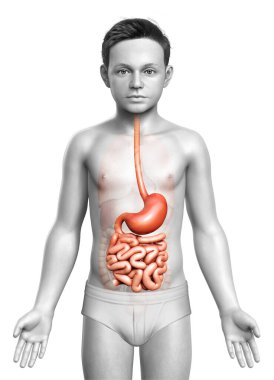 3 boyutlu, tıbbi olarak genç bir çocuğun midesinin ve ince bağırsağının tam bir örneği.