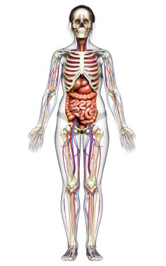 3D, kadın iç organlarının, iskeletinin ve dolaşım sisteminin tıbben doğru bir çizimi.