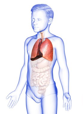 3D, tıbbi olarak genç bir çocuğun akciğer anatomisini gösteriyor.
