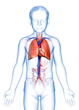 3D, tıbbi olarak genç bir çocuğun akciğer anatomisini gösteriyor.