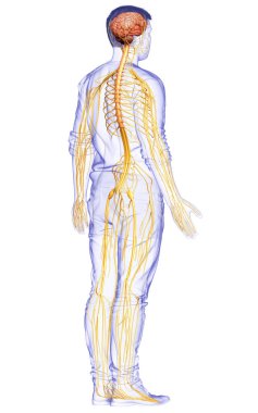 3D, bir erkek sinir sisteminin tıbbi olarak doğru bir gösterimi.