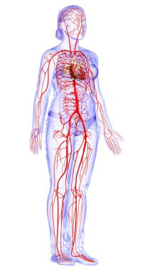 Dişi atardamarların tıbben doğru çizimi 3D