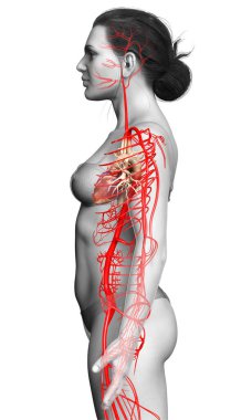 Dişi atardamarların tıbben doğru çizimi 3D