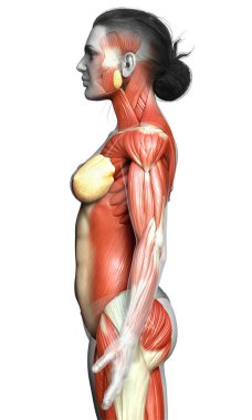 3D, kadın kas sisteminin tıbben doğru bir göstergesi.