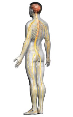 3D, bir erkek sinir sisteminin tıbbi olarak doğru bir gösterimi.