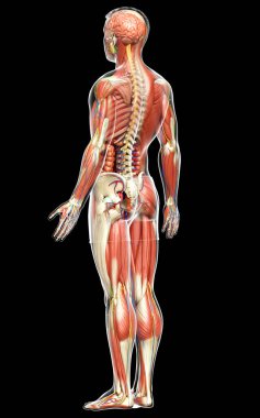 3D, tıbbi olarak erkek anatomisini doğruluyor.