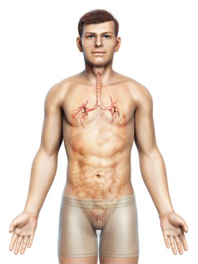 Solunum Sistemi 'nin Gırtlak Soluk borusu Bronşunun 3 boyutlu çizimi.