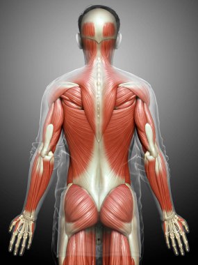 3D, erkek kas sisteminin tıbben doğru bir gösterimi.