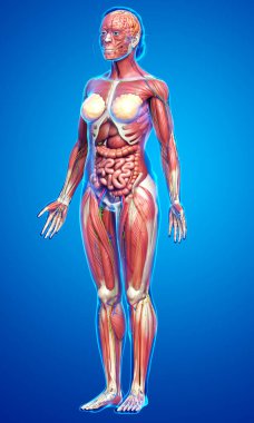 3D, tıbbi olarak kadın anatomisini doğruluyor.