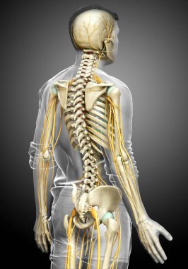 3D, sinir sistemi ve iskelet sisteminin tıbbi olarak doğru bir gösterimi.