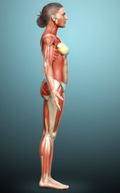 3D, kadın kas sisteminin tıbben doğru bir göstergesi.