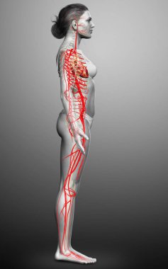 Dişi atardamarların tıbben doğru çizimi 3D