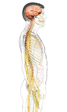 3D, bir erkek sinir sisteminin tıbbi olarak doğru bir gösterimi.