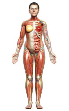 3D, tıbbi olarak kadın anatomisini doğruluyor.