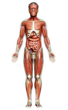 3D, tıbbi olarak erkek anatomisini doğruluyor.