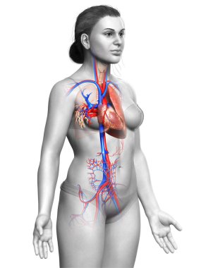 3 boyutlu, tıbbi olarak kadın akciğer anatomisini gösteriyor.