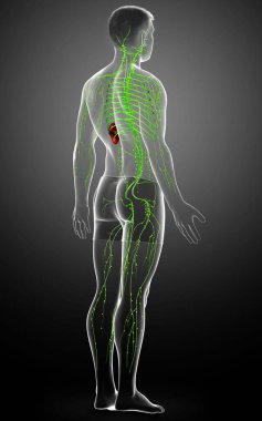 3D, erkek lenf sisteminin tıbben doğru bir çizimi.