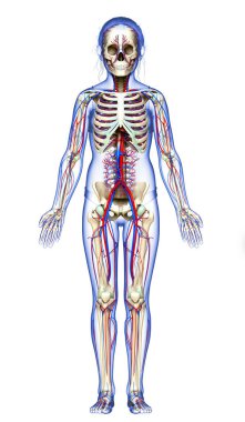 3D, genç kızın dolaşım ve iskelet sisteminin tıbben doğru bir çizimi.