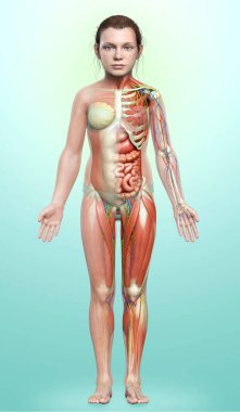 Genç kız anatomisini tıbben doğru gösteriyor.