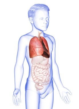 3D, tıbbi olarak genç bir çocuğun akciğer anatomisini gösteriyor.