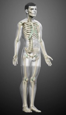 3D üretilmiş, tıbben doğru bir erkek iskelet sistemi.