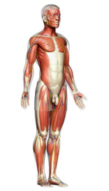3D, erkek kas sisteminin tıbben doğru bir gösterimi.
