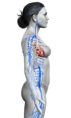3D tıbbi olarak kadın iç organlarının doğru çizimi 