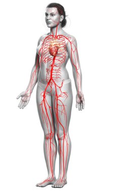 Dişi atardamarların tıbben doğru çizimi 3D