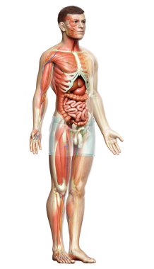 3D, erkek kas sisteminin tıbben doğru bir gösterimi.
