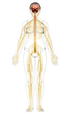 3D, tıbbi olarak bir kadın sinir sisteminin doğru bir örneği.