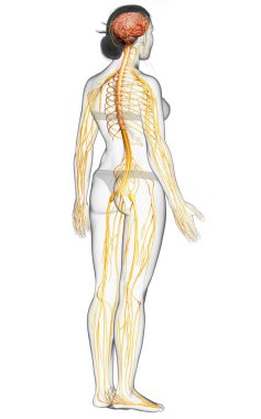 3D, tıbbi olarak bir kadın sinir sisteminin doğru bir örneği.
