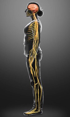 3D, tıbbi olarak bir kadın sinir sisteminin doğru bir örneği.