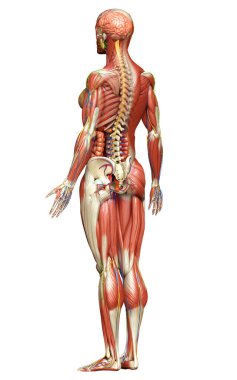 3D, tıbbi olarak kadın anatomisini doğruluyor.