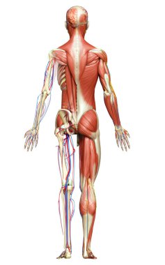 3D, tıbbi olarak erkek anatomisini doğruluyor.