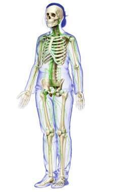 3D, tıbbi olarak bir kadın lenf sisteminin doğru bir çizimi.