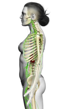 3D, tıbbi olarak bir kadın lenf sisteminin doğru bir çizimi.