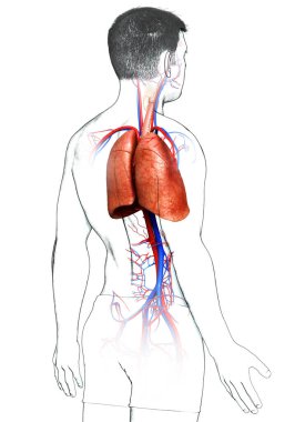 Erkek akciğer anatomisinin 3 boyutlu, tıbben doğru bir örneği.