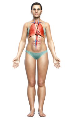 3 boyutlu, tıbbi olarak kadın akciğer anatomisini gösteriyor.