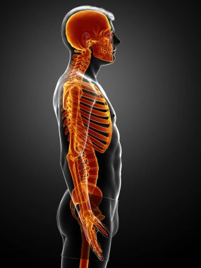 3D hazırlanmış, tıbbi olarak doğru çizilmiş, yüksek ışıklandırılmış bir kadın iskelet sisteminin