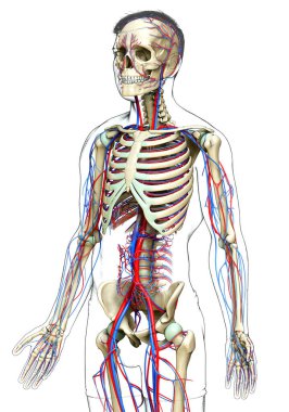 3D üretilmiş, tıbben doğru bir erkek iskelet sistemi.