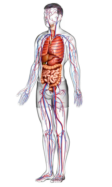Representa Ilustración Médicamente Precisa Del Sistema Circulatorio Masculino Los Órganos —  Fotos de Stock