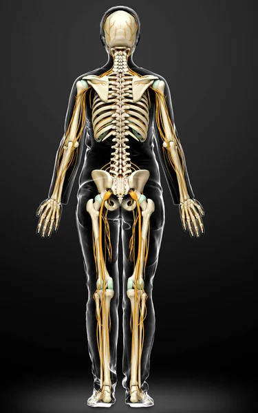 Rendered Medically Accurate Illustration Ofa Female Nervous System Skeleton System — Stock Photo, Image