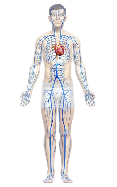Renderizado Ilustración Médicamente Precisa Una Anatomía Venas Masculinas — Foto de Stock