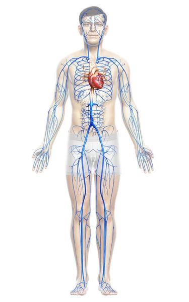 Gerenderte Medizinisch Korrekte Darstellung Einer Männlichen Venenanatomie — Stockfoto