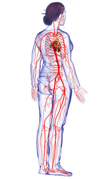 3d оказана медицинская точная иллюстрация женских артерий
