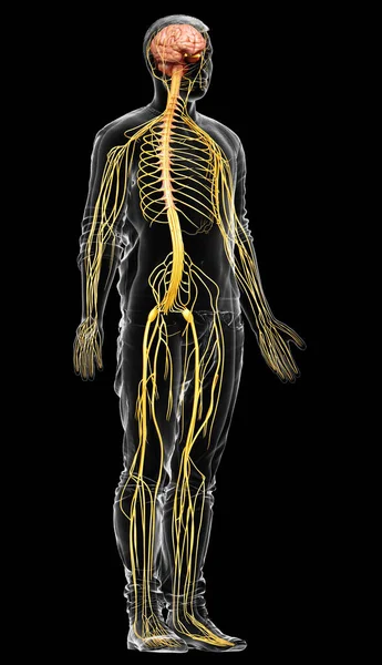 3D, bir erkek sinir sisteminin tıbbi olarak doğru bir gösterimi.