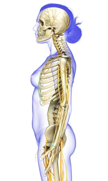 Оказана Медицинская Точная Иллюстрация Женской Нервной Системы Скелетной Системы — стоковое фото