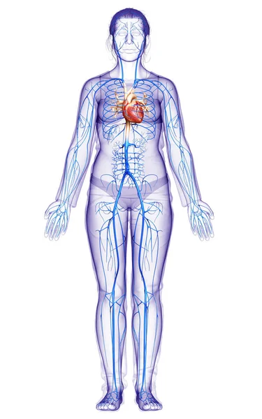 Kadın Damar Anatomisini Tıbben Doğru Gösteriyor — Stok fotoğraf