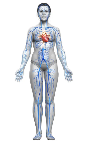 3D对女性静脉解剖进行了精确的医学描述 — 图库照片